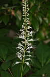 Bottlebrush buckeye